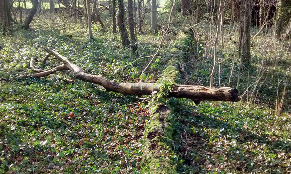 Forest near Barnsley Yorkshire